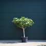 Ficus carcia stamdikte 20 - 25 cm + totaalhoogte 150 - 175 cm